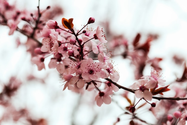 Free Photo almond  branch with flowers