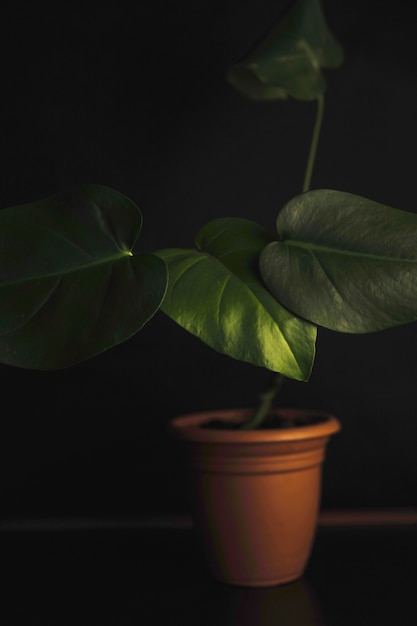 Free photo alocasia in pot