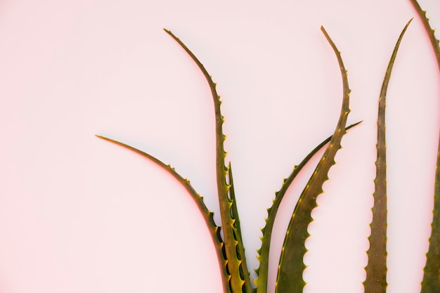 Free photo aloe vera leaves for beauty treatment