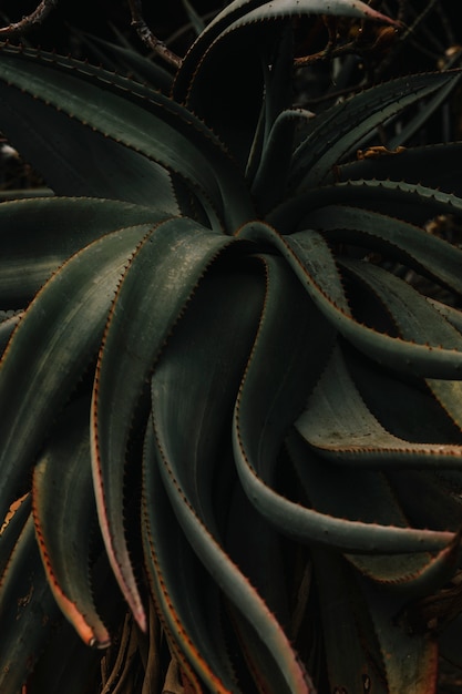 Aloe vera plant in garden