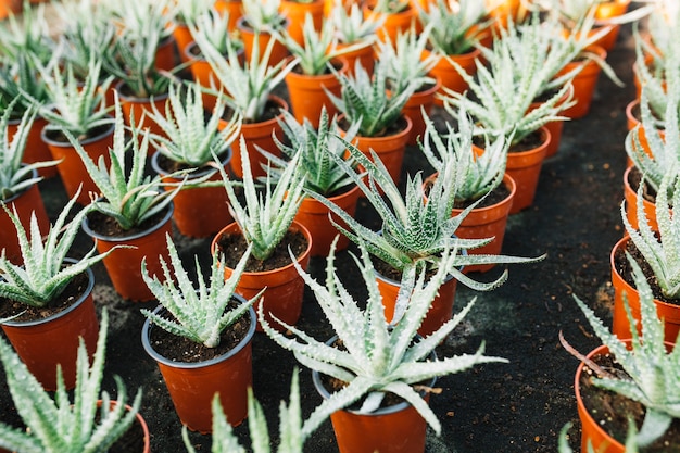 Free Photo aloe vera plant growing in a brown pots