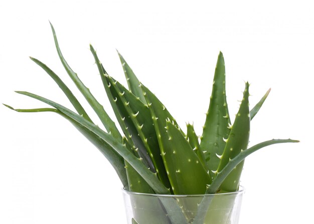 Aloevera on the table