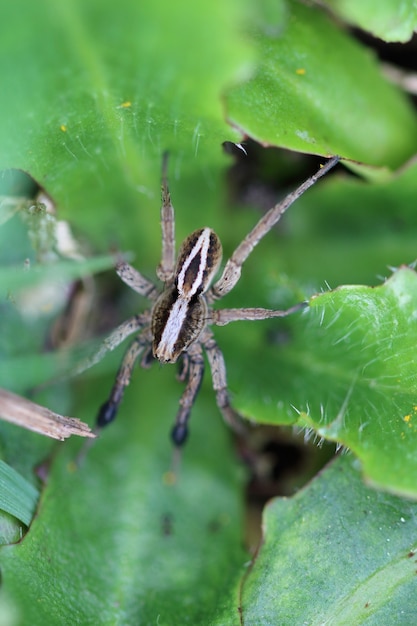 Free Photo alopecosa cuneata (spider)