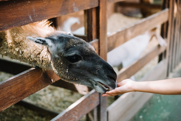 Free Photo alpaca feeding from girl's hand