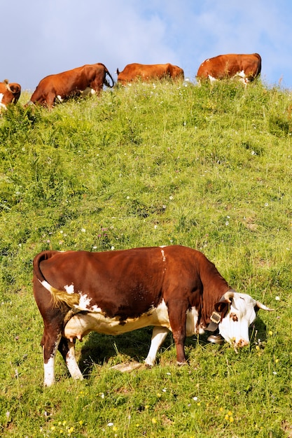 Free photo alpine landscape with cow and green grass in france