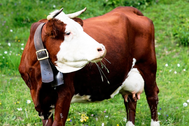 Alpine mountain cow in France in spring