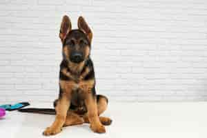 Free photo alsatian dog looking his kind and smart eyes