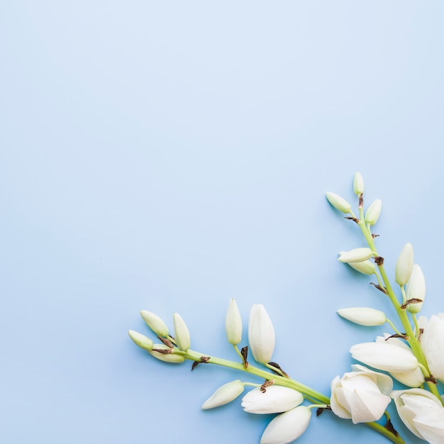 Free photo am overhead view of white blooming flowers on blue background