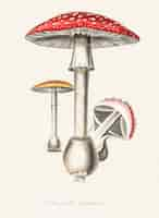 Free photo amanita muscaria illustration from medical botany (1836)