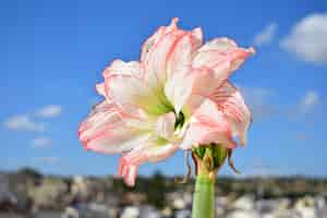 Free photo amaryllis aphrodite in full bloom, successful roof gardening