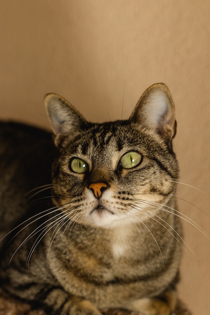 Free photo amazed fluffy gray cat with green eyes looking up