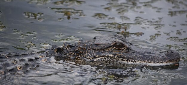 Amazing Alligator Up Close and A Little Too Personal