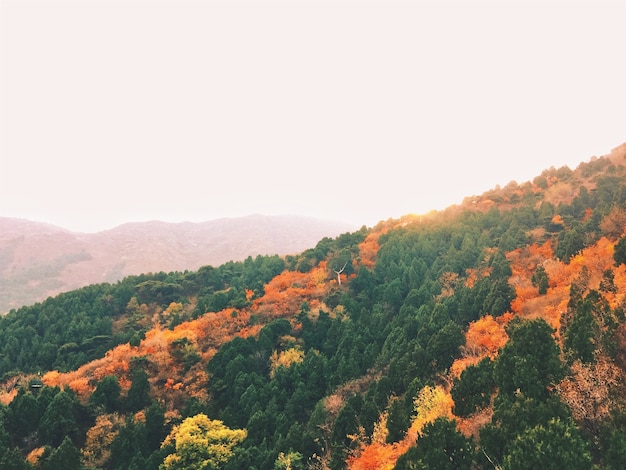 Free Photo amazing autumn landscape with colorful trees and mountains