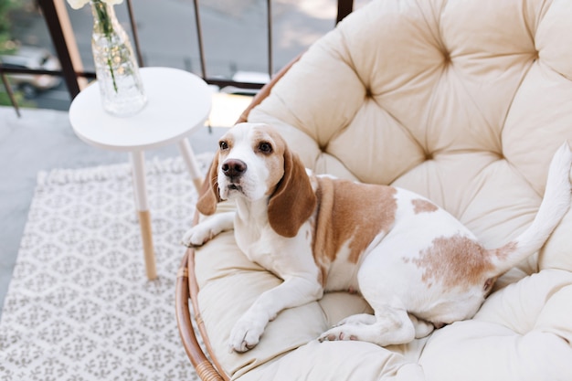 Amazing beagle dog resting after active games on balcony in summer day