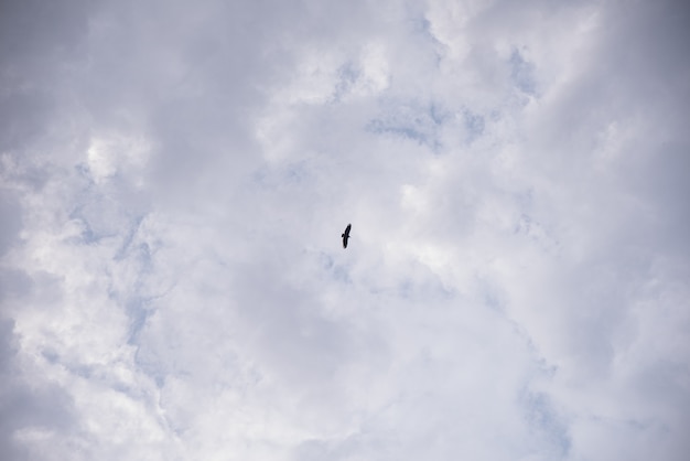 Free photo amazing beautiful sky with clouds - with bird