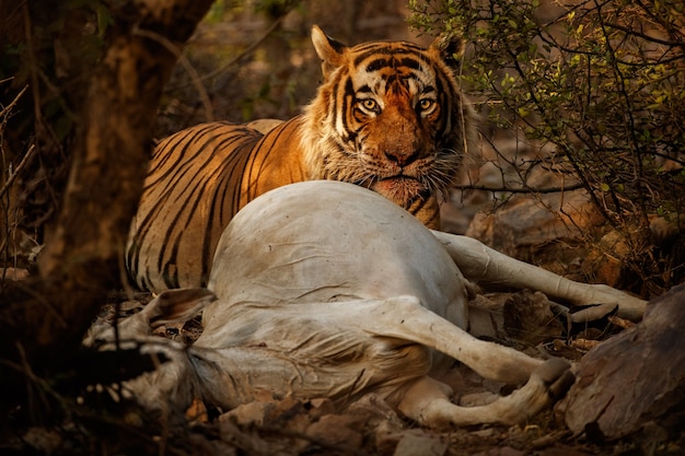 Free Photo amazing bengal tiger in the nature with its prey