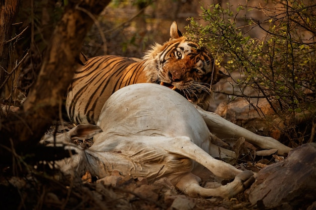 Free Photo amazing bengal tiger in the nature with its prey