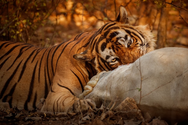 Amazing bengal tiger in the nature with its prey