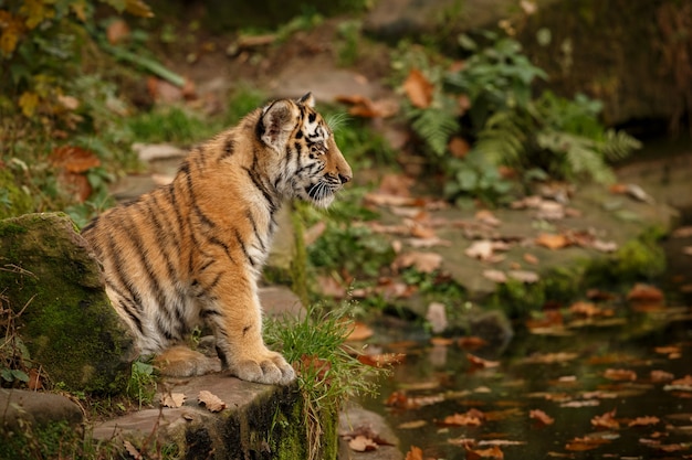 Amazing bengal tiger in the nature