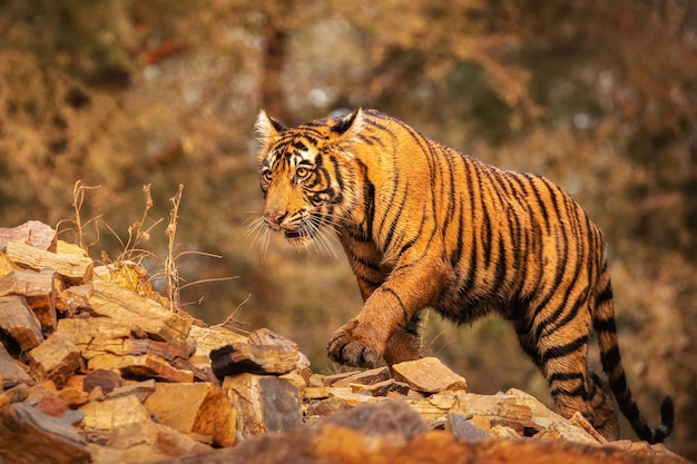 Free photo amazing bengal tiger in the nature