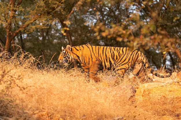 Free photo amazing bengal tiger in the nature