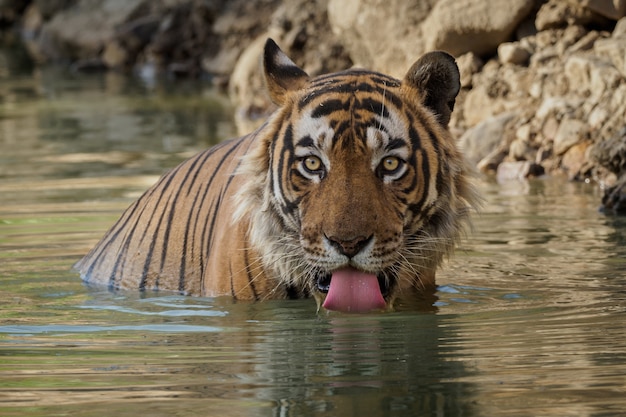 Free photo amazing bengal tiger in the nature