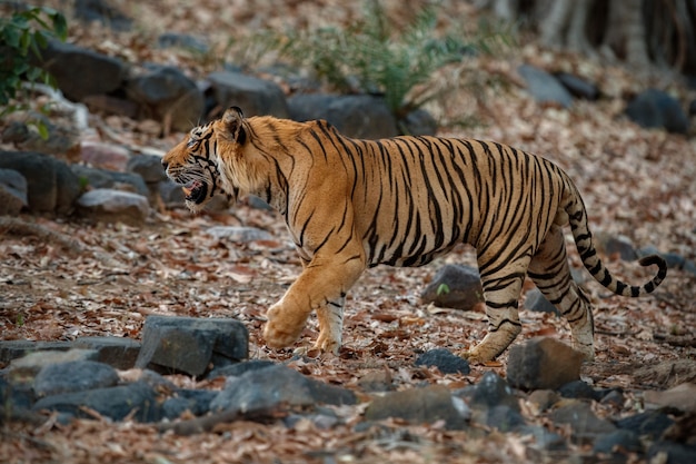 Free photo amazing bengal tiger in the nature