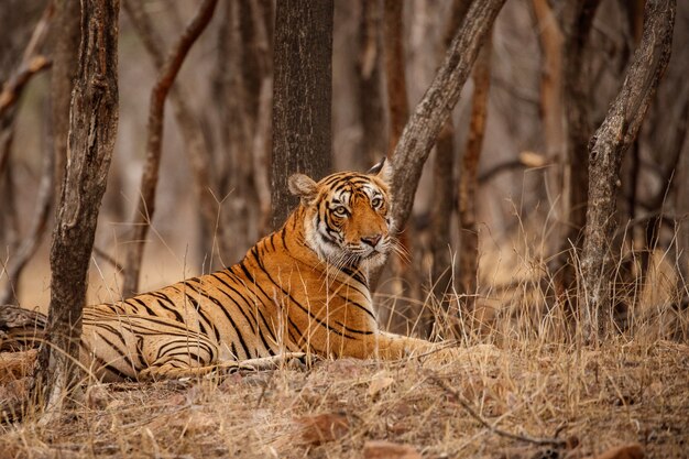 Amazing bengal tiger in the nature