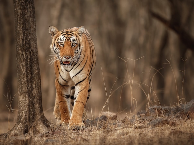 Free photo amazing bengal tiger in the nature