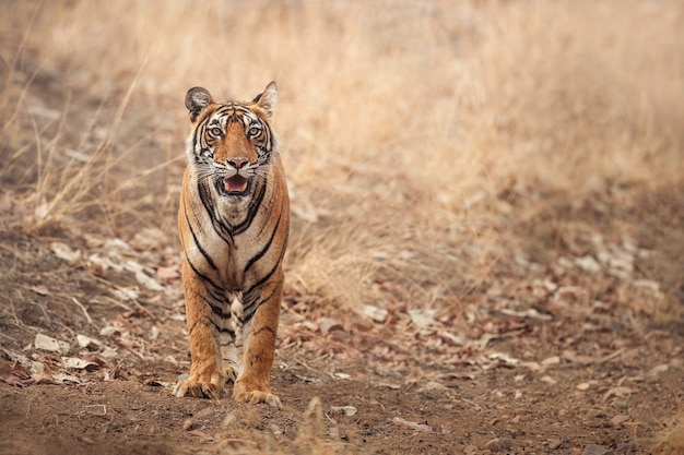 Amazing bengal tiger in the nature