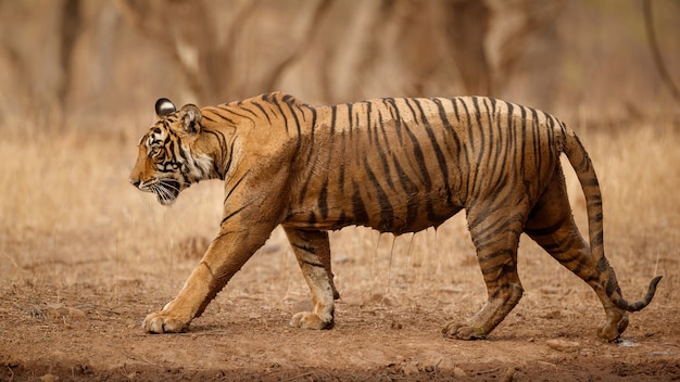 Amazing bengal tiger in the nature