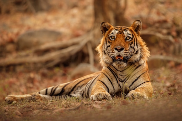 Free Photo amazing bengal tiger in the nature