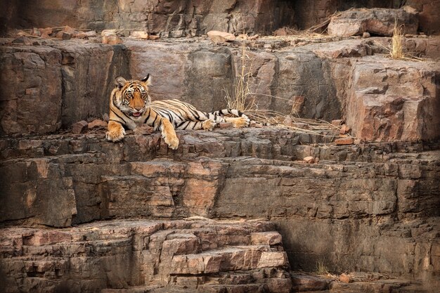 Amazing bengal tiger in the nature