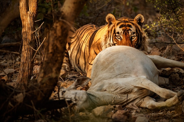 Free Photo amazing bengal tiger in the nature