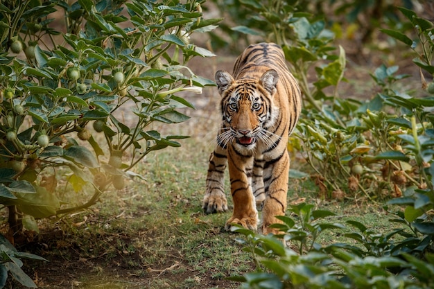 Free Photo amazing bengal tiger in the nature