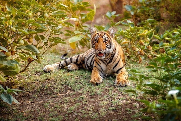 Amazing bengal tiger in the nature