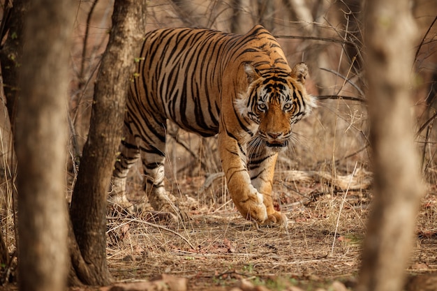 Free Photo amazing bengal tiger in the nature