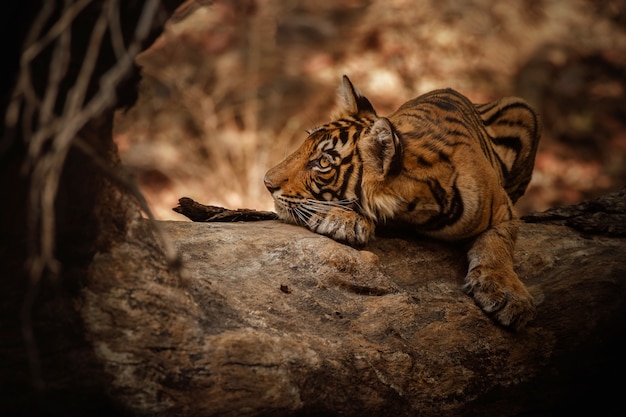 Amazing bengal tiger in the nature