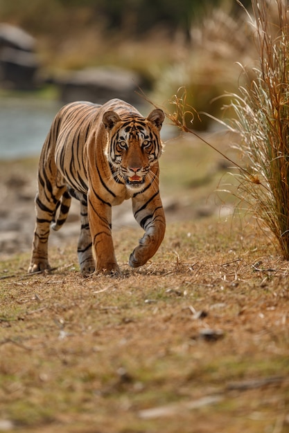 Free Photo amazing bengal tiger in the nature