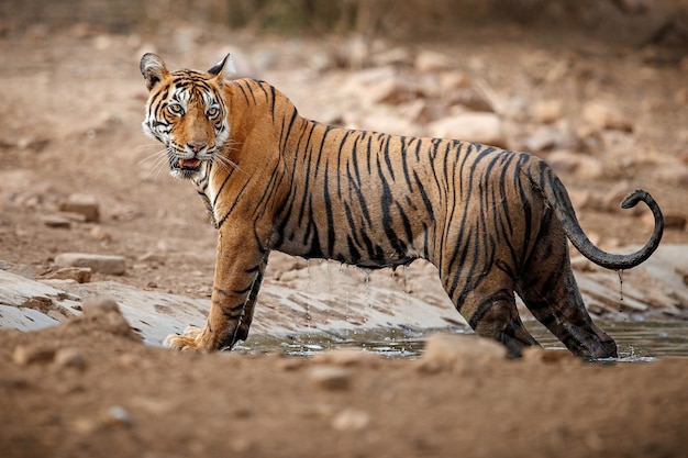 Free Photo amazing bengal tiger in the nature