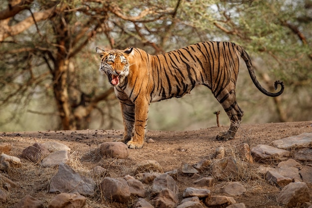 Free Photo amazing bengal tiger in the nature