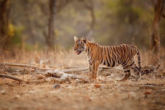 Amazing bengal tiger in the nature