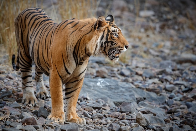 Amazing bengal tiger in the nature