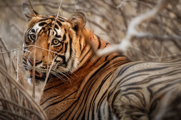 Amazing bengal tiger in the nature