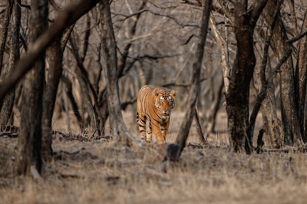 Free photo amazing bengal tiger in the nature