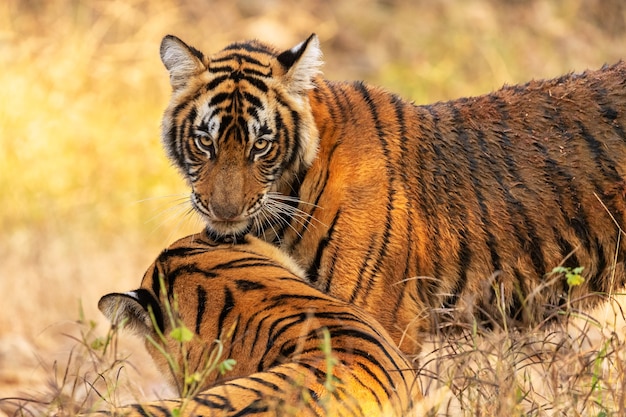 Amazing bengal tigers in the nature