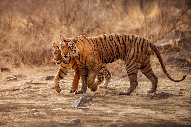 Amazing bengal tigers in the nature