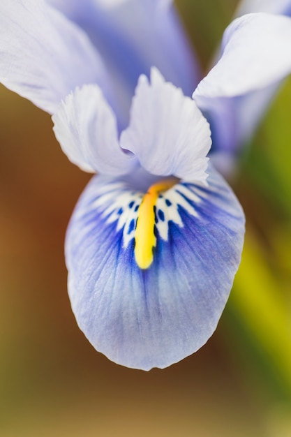 Amazing blue fresh tropical bloom