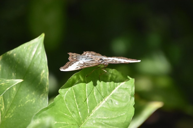 Free photo amazing close up of a butterfly on a green leaf