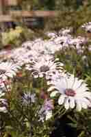 Free photo amazing close-up view of beautiful osteospermum fruticosums